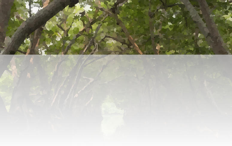 Mangrove header.jpg