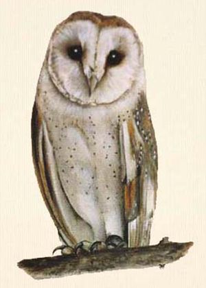 Strig-owl-02.jpg