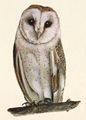 Strig-owl-02.jpg