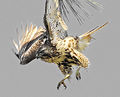 Red tailed hawk 9.jpg